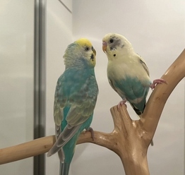 仲良しセキセイインコが集うチークポールハンガー